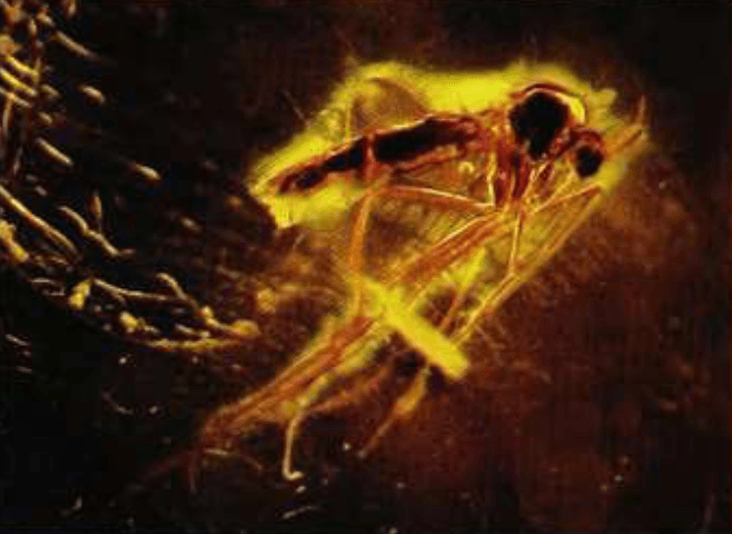 Amber, Dominican Republic (with insect inclusion)