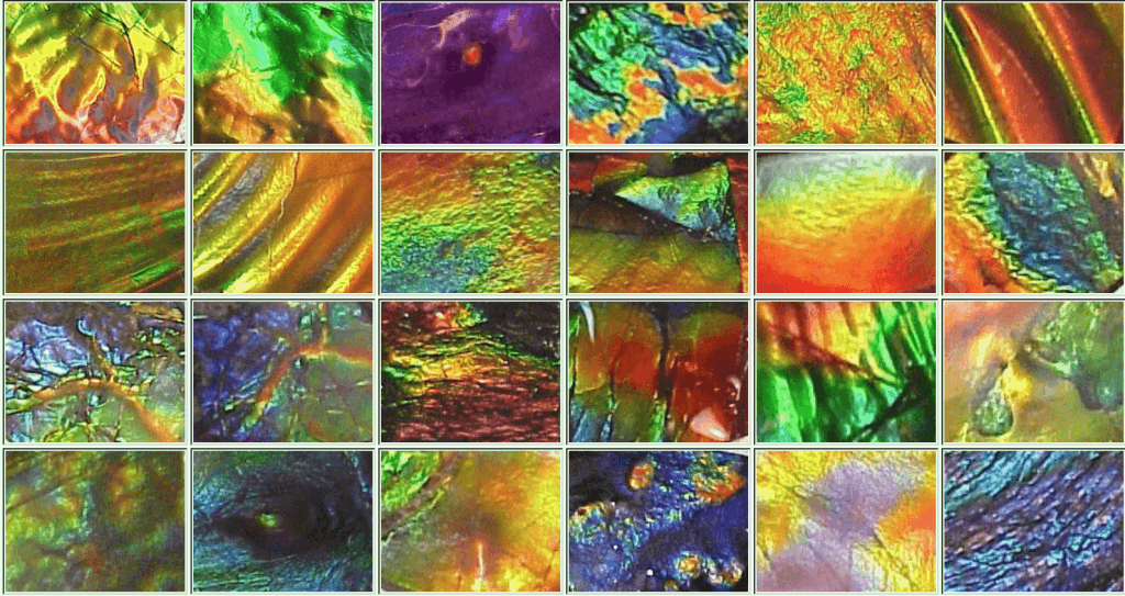 Ammolites with Blue Zone Patterns
