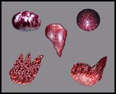 calcareous concretions - scallop pearls