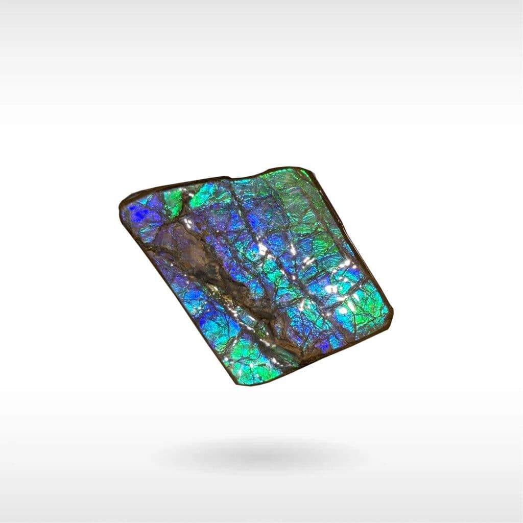 ammolites show the deep blue