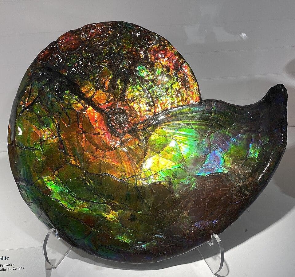 ammonite from the Pierre Shale Formation